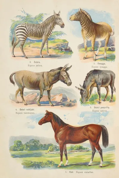 Atlas Panstwa Zwierzecego Pl 58