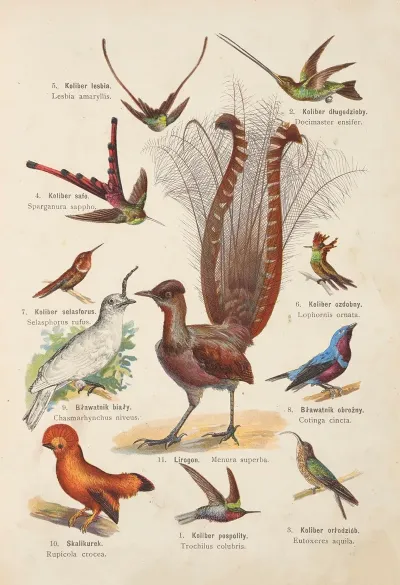 Atlas Panstwa Zwierzecego Pl 67