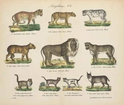 Atlas Zoologiczny W 45 Tablicach Pl 01