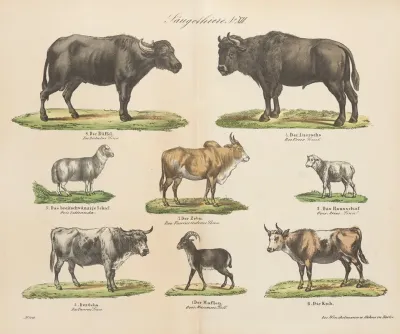 Atlas Zoologiczny W 45 Tablicach Pl 12