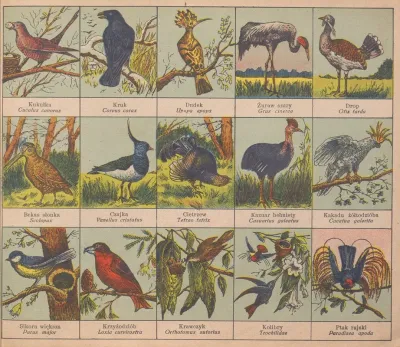 Atlasik Zoologiczny Z Tekstem Polsko Lacinskim Do Uzytku Szkolnego Pl 08