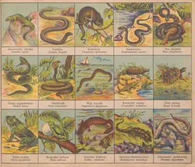 Atlasik Zoologiczny Z Tekstem Polsko Lacinskim Do Uzytku Szkolnego Pl 10