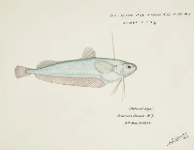 Auchenoceros Punctatus Nz Ahuru