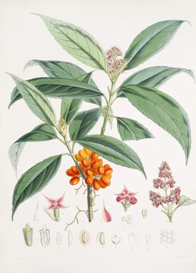 Aucuba Himalaica H F Et T 2