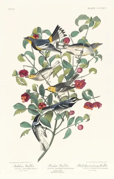 Audubons Warbler Hermit Warbler Black Throated Gray Warbler