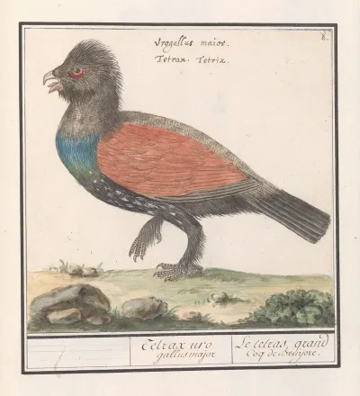Auerhoen Tetrao Urogallus 2