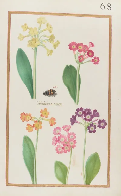 Auricula Urcy