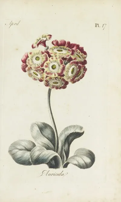 Auricula