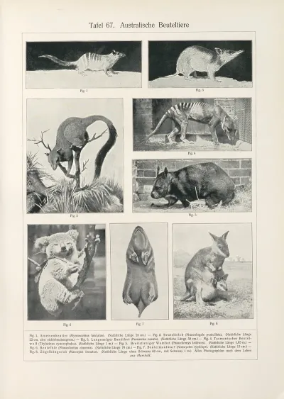Australische Beuteltiere
