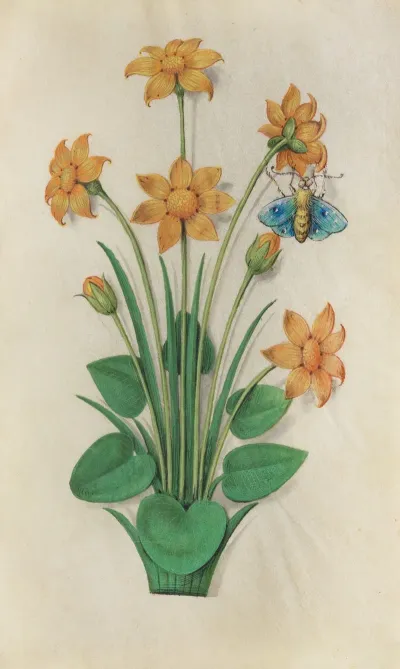 Autumn Buttercup Ranunculus Bullatus With A Holly Blue Butterfly