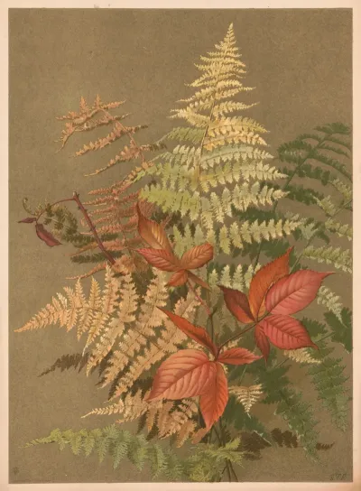 Autumn Ferns 2
