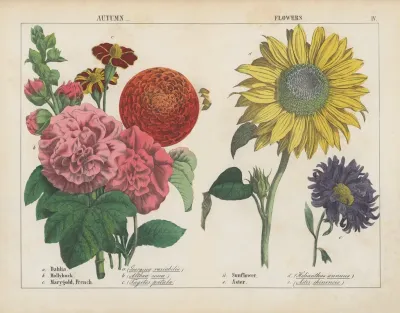 Autumn Flowers 2