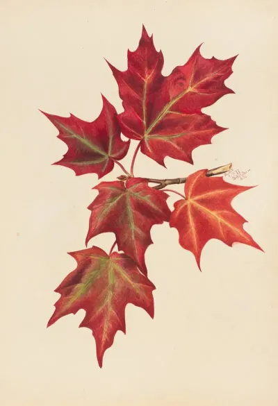 Autumn Leaves 6