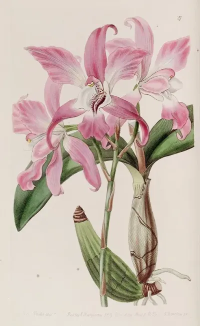 Autumnal Laelia
