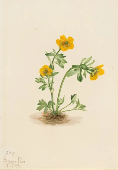 Avalanche Buttercup Ranunculus Suksdorfii 2