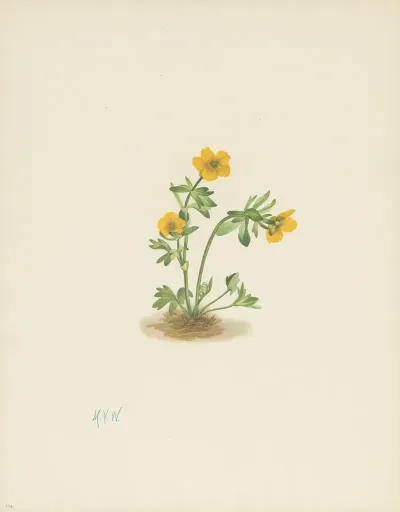 Avalanche Buttercup Ranunculus Suksdorfii 3