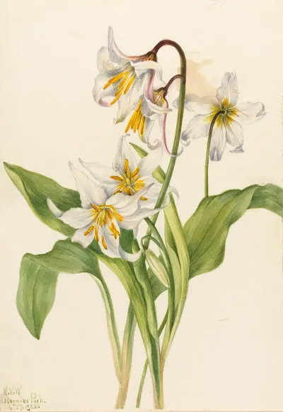 Avalanche Lily Erythronium Montanum 2