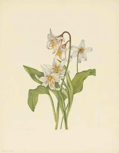 Avalanche Lily Erythronium Montanum 3