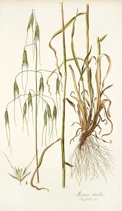 Avena Sterilis