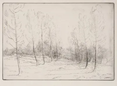 Avenue Of Poplars 2