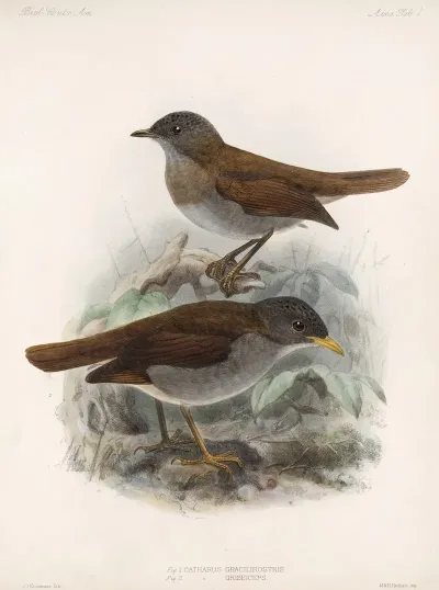 Aves Pl 01