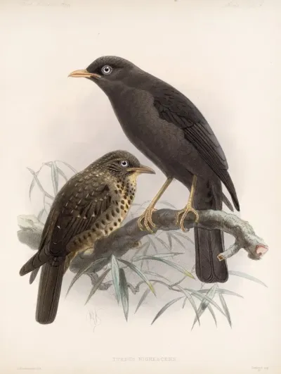 Aves Pl 04
