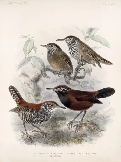 Aves Pl 06