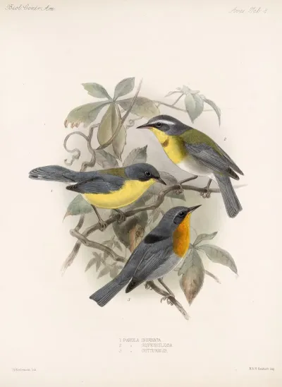 Aves Pl 08