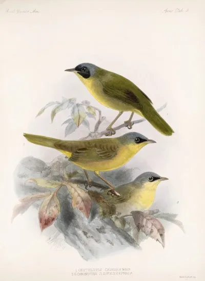 Aves Pl 09