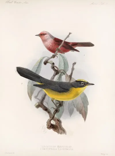 Aves Pl 11