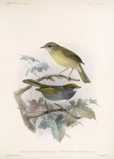 Aves Pl 13