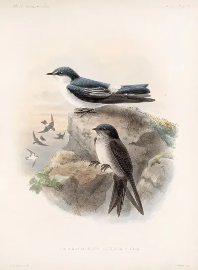 Aves Pl 15