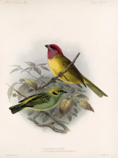 Aves Pl 18