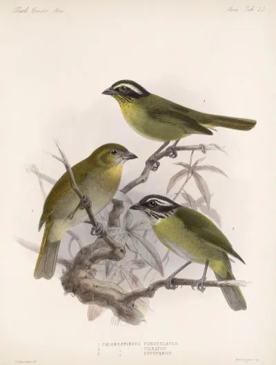 Aves Pl 23