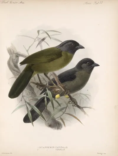 Aves Pl 24