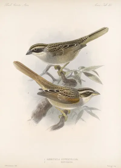 Aves Pl 31