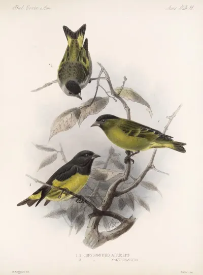 Aves Pl 32