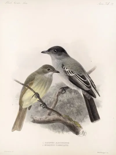 Aves Pl 38