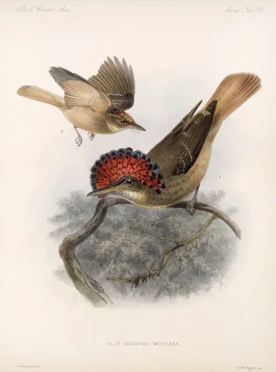 Aves Pl 40