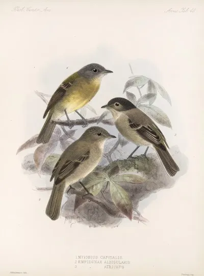 Aves Pl 41