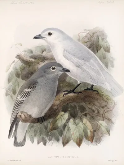Aves Pl 43