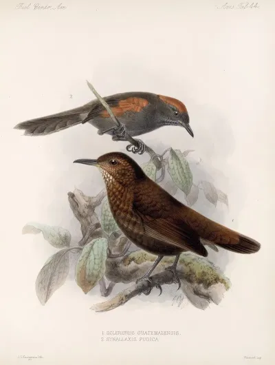 Aves Pl 45