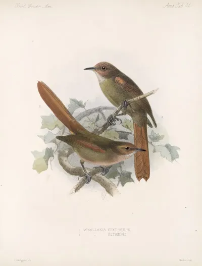 Aves Pl 46