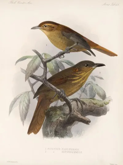 Aves Pl 47