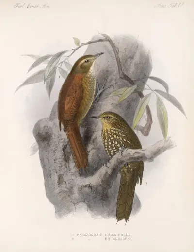Aves Pl 48