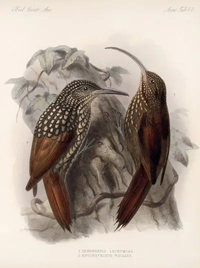 Aves Pl 49