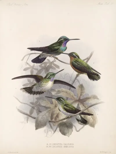 Aves Pl 55