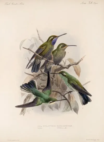 Aves Pl 56