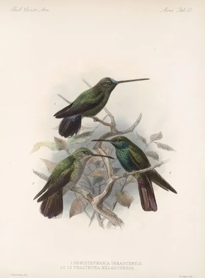 Aves Pl 57