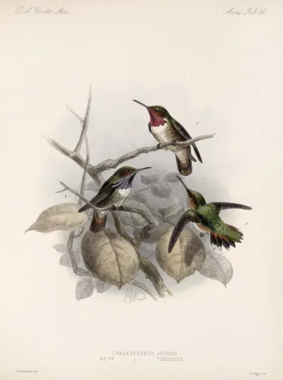 Aves Pl 58